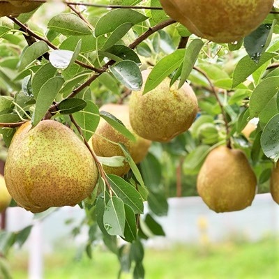 西洋梨(ラ・フランス)5kg　16～20玉　0079-2618