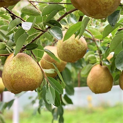 西洋梨(ラ・フランス)5kg　10～14玉　特秀品　0079-2622