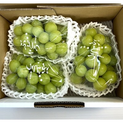 ぶどう(シャインマスカット)1.6kg　0009-2608