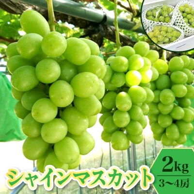ぶどう(シャインマスカット)2kg　0009-2609