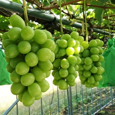 ぶどう(シャインマスカット)2kg　0009-2609