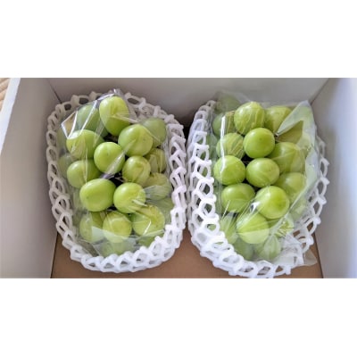 シャインマスカット　2房　合計1.4kg　0015-2604