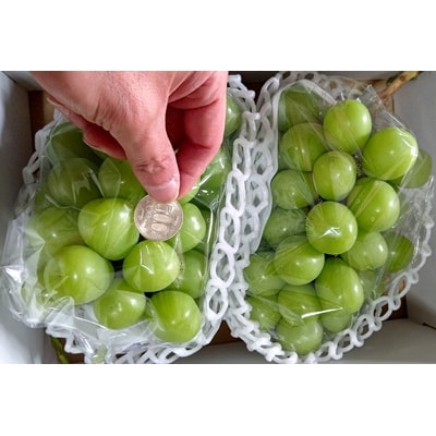 シャインマスカット　2房　合計1.4kg　0015-2604