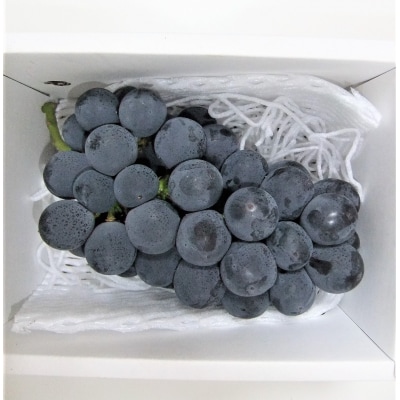 ぶどう(種なしピオーネ)1房　0030-2611