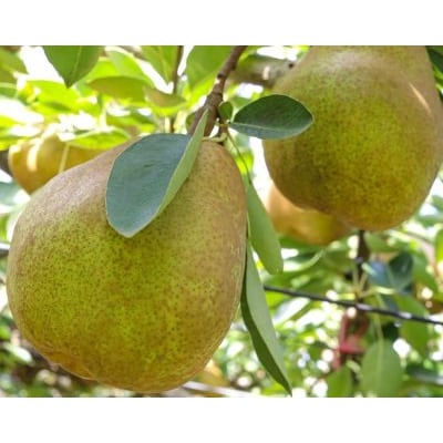ラフランス 3kg ご家庭用 7玉~10玉 5L~2L 西洋梨 ラ・フランス 0078-2610
