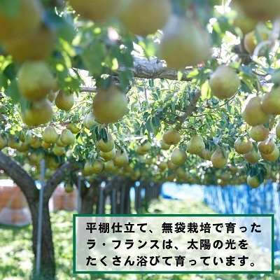 ラフランス 3kg ご家庭用 6玉~12玉 6L~2L 西洋梨 ラ・フランス 0055-2609