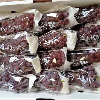 ぶどう(デラウェア)2kg　0142-2602