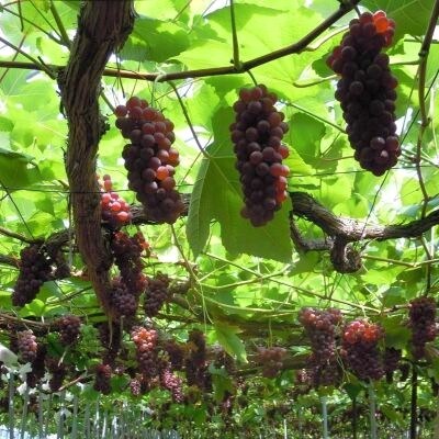 ぶどう(デラウェア)2kg　0142-2602