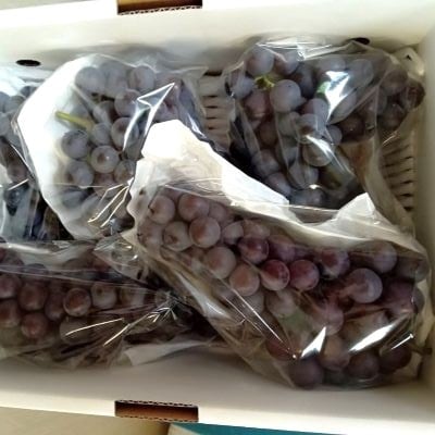 ぶどう(スチューベン)2kg　0142-2606