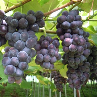 ぶどう(スチューベン)2kg　0142-2606