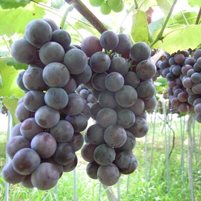 ぶどう(スチューベン)2kg　0142-2606