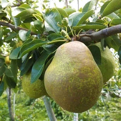 西洋梨(ラ・フランス)3kg　贈答用　0142-2510