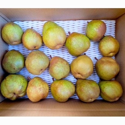 西洋梨(ラ・フランス)5.5kg　ご家庭用　0142-2613