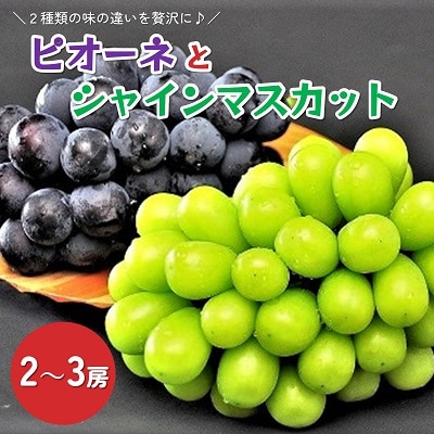 ピオーネとシャインマスカットの詰合せ　2～3房　0010-2601