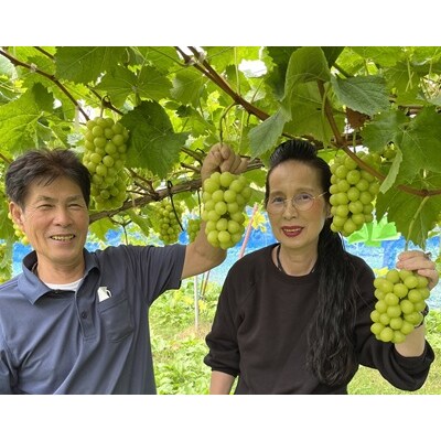 ピオーネとシャインマスカットの詰合せ　2～3房　0010-2601