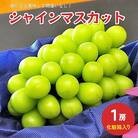 ぶどう(シャインマスカット)1房　化粧箱入り　0010-2502