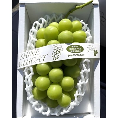 ぶどう(シャインマスカット)1房　化粧箱入り　0010-2602