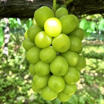 ぶどう(シャインマスカット)1房　化粧箱入り　0010-2602