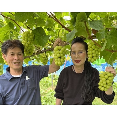 ぶどう(シャインマスカット)1房　化粧箱入り　0010-2602