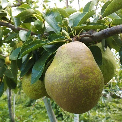 西洋梨(ラ・フランス)5kg　贈答用　0142-2612