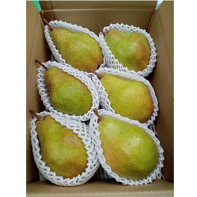 西洋梨(シルバーベル)3kg　贈答用　0142-2514