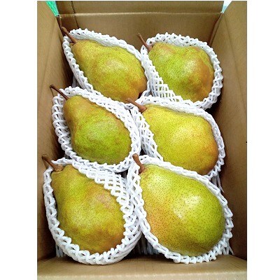 西洋梨(シルバーベル)3kg　贈答用　0142-2616