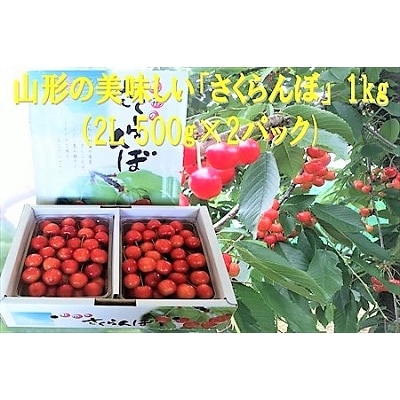さくらんぼ(佐藤錦か紅秀峰)1kg　2Lサイズ　0032-2602