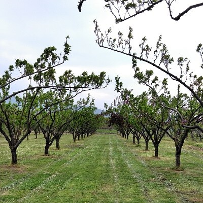 すもも(秋姫)1.2kg　ご家庭用　0012-2605