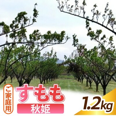 すもも(秋姫)1.2kg　ご家庭用　0012-2605
