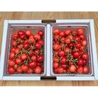 さくらんぼ(佐藤錦または紅秀峰)800g　ご家庭用　0049-2301