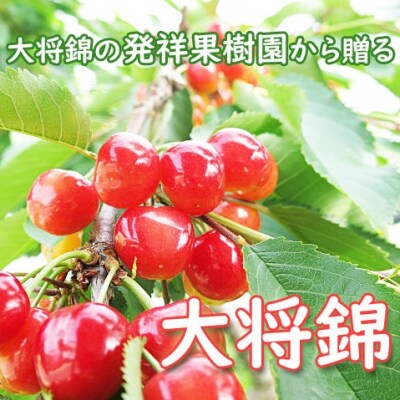 さくらんぼ(大将錦)500g ご家庭用 0075-2302