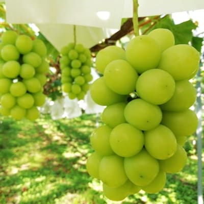 【樹上完熟】シャインマスカット　1kg(もぎたて直送)　0148-2614