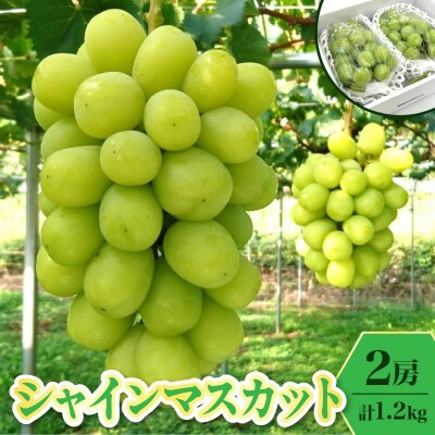 ぶどう(シャインマスカット)1.2kg　0009-2606