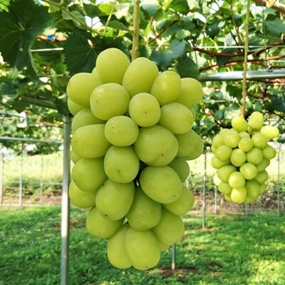 ぶどう(シャインマスカット)1.4kg　0009-2607