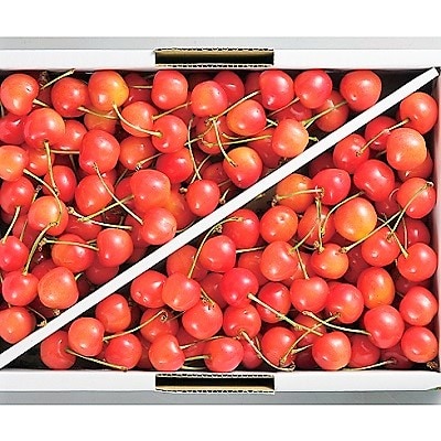 さくらんぼ(佐藤錦)1kg　ご家庭用　0060-2605