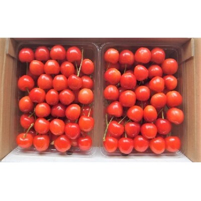 さくらんぼ(佐藤錦)1kg　ご家庭用　0056-2401 | ふるさと納税のお礼品