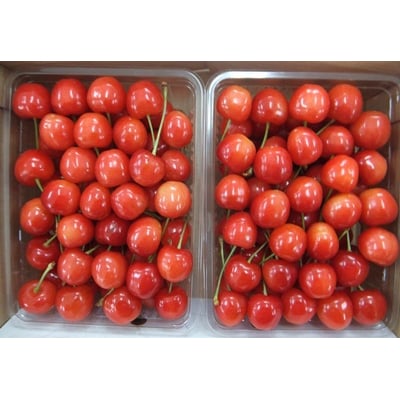 さくらんぼ(佐藤錦)1kg(500g×2パック)化粧箱入　0056-2604