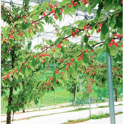 さくらんぼ(佐藤錦)700g(350g×2パック)　秀品　L玉以上　0012-2602