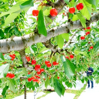 さくらんぼ(佐藤錦)1kg(500g×2パック)　特秀品　L玉以上　0012-2609