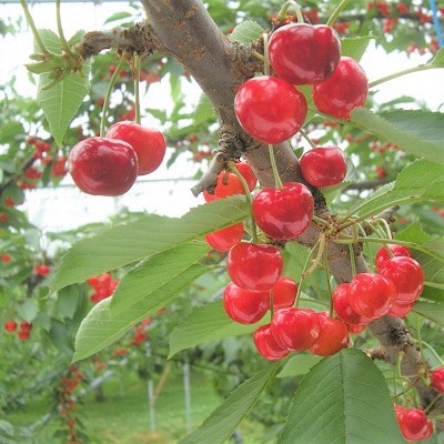 さくらんぼ(佐藤錦)800g　0025-2603