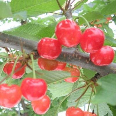 さくらんぼ(紅秀峰)800g　0025-2604
