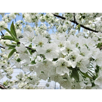 さくらんぼ(紅秀峰)800g　0025-2604