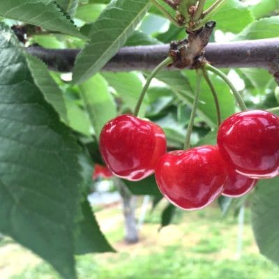 さくらんぼ(紅秀峰)1.2kg　ご家庭用　0047-2603