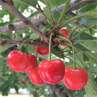 【定期便:全7回】くだもの定期便　0047-2601