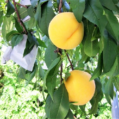 【定期便:全7回】くだもの定期便　0047-2601