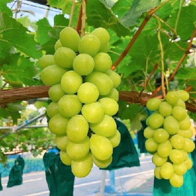 【定期便:全7回】くだもの定期便　0047-2601