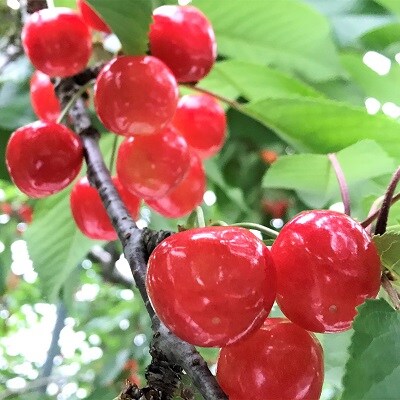 さくらんぼ(佐藤錦)1kg以上　L～2L　秀品以上　0079-2503