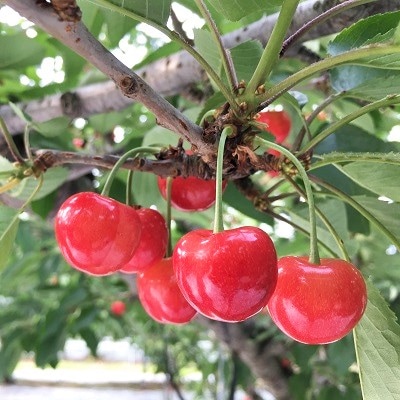 さくらんぼ(佐藤錦)1.2kg　ご家庭用　0047-2602