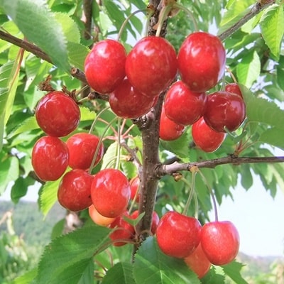 さくらんぼ(佐藤錦)500g×2パック　0112-2614