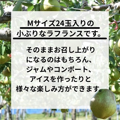 西洋梨(ラフランス)5kg　Mサイズ　ご家庭用　0055-2611